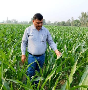 Pyrilla outbreak in maize will affect the yield