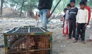150 monkeys were caught in Saadabad in a week