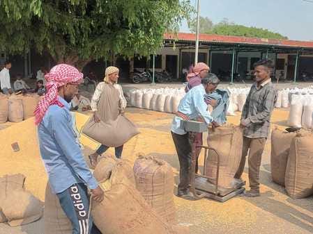 Market price of wheat reached Rs 2525, purchase was nominal at government centers