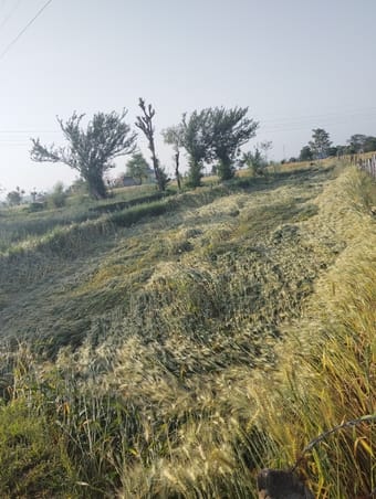 The darkness swallowed up the hard work, hopes were scattered in the fields
