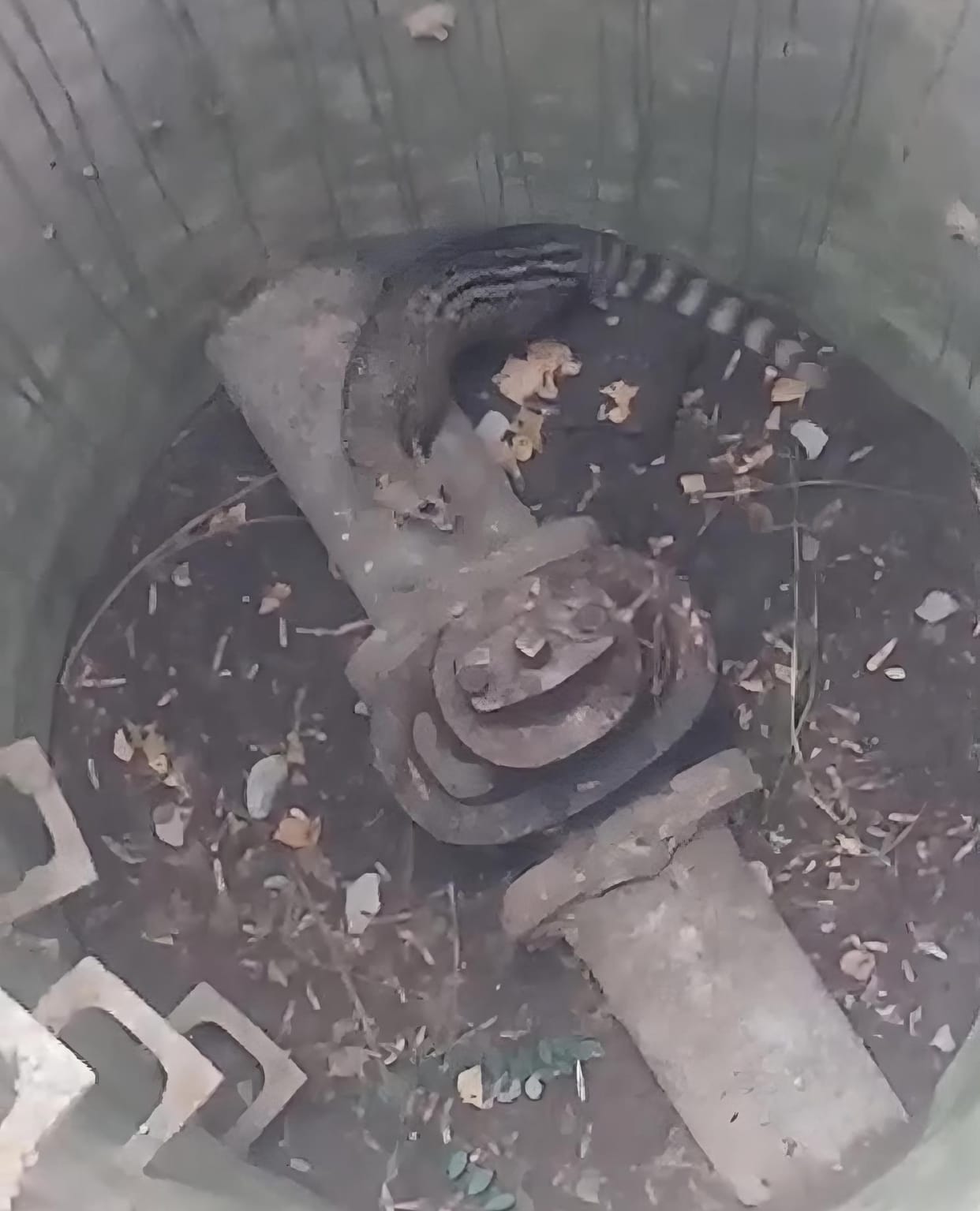 The civet which entered the water tank was caught and released in the forests of Bigha