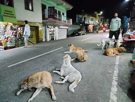 Terror of stray dogs in Dharamshala, Municipal Corporation unaware