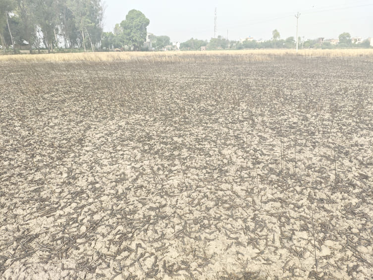 3.5 acres of wheat crop burnt due to short-circuit
