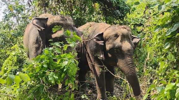 Elephants were brought to catch the tigress