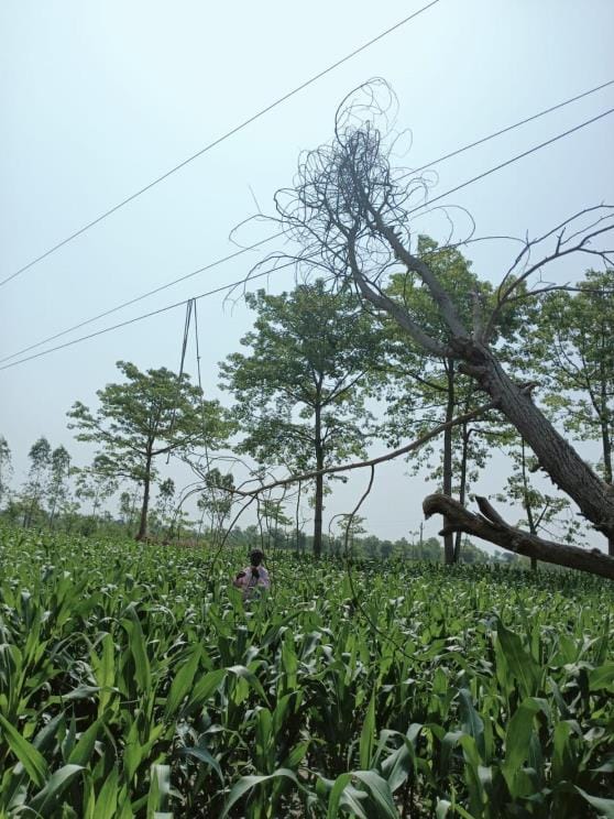 Storm and rain: Trees and poles fell, power cut in 150 villages