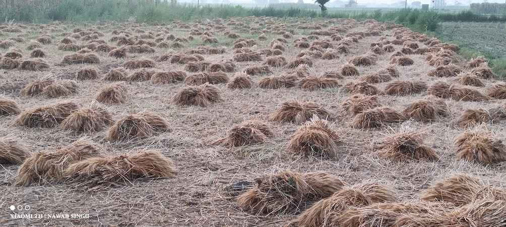 The wheat crop got flooded due to rain and waterlogging in the fields