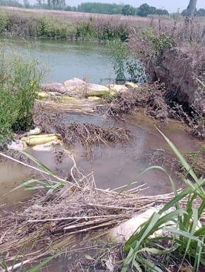 Crops got submerged due to breaking of the canal track