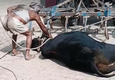 In Puwaiyan, a bull was dragged to death by a tractor