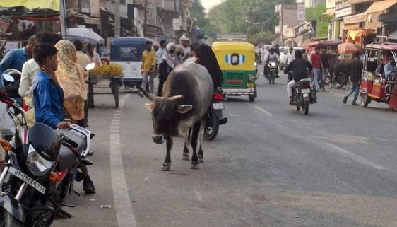 There is no Gaushala in Nagar Panchayat Sakhanu, there is terror of stray animals on the roads