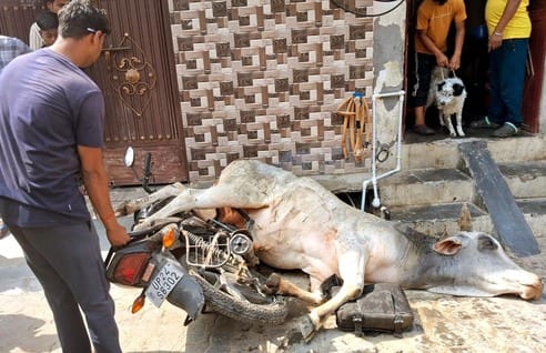 Three bulls clashed in the market, bike and scooter damaged