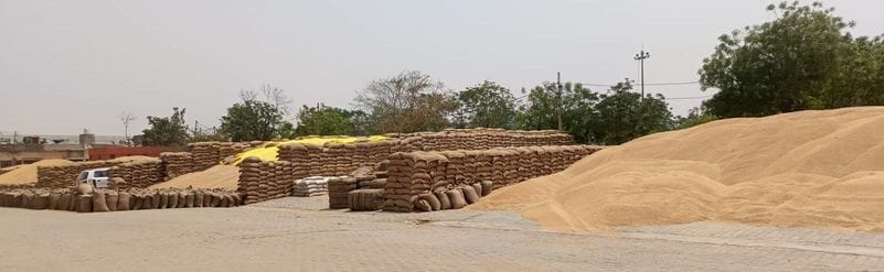 Wheat arrival in Julana's grain market is fast, lifting is slow
