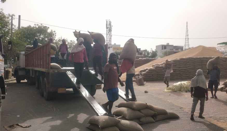 Crop purchase done in Beri and Dhakla Mandis, lifting continues in the rest