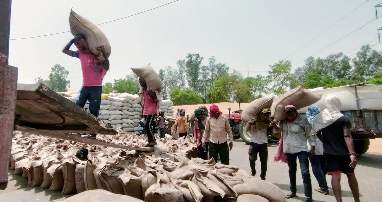 4,959 quintals of wheat and 8,050 quintals of mustard were lifted