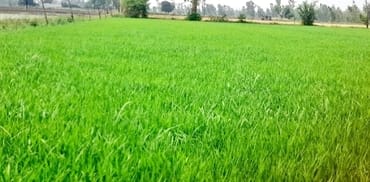 Despite the ban, Satha rice started growing in abundance