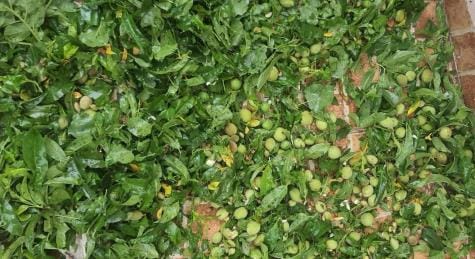 Hailstorm wreaks havoc, Rabi and horticulture crops destroyed