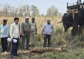 Mandla News: Junior Bajrang tiger of Kanha Tiger Reserve got injured in a fight