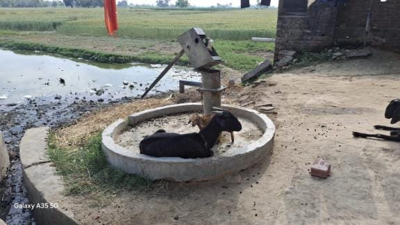 Most of the hand pumps of Jamunaha are not working, cattle are being tied