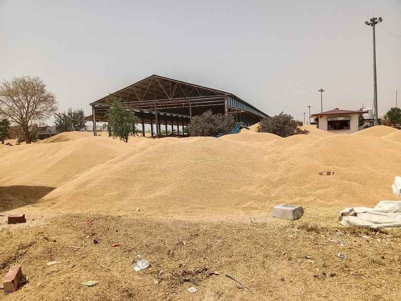 There is no space in the grain markets, wheat is being dumped in raw form