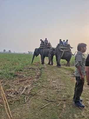 Forest workers set out to catch the tigress sitting on elephants