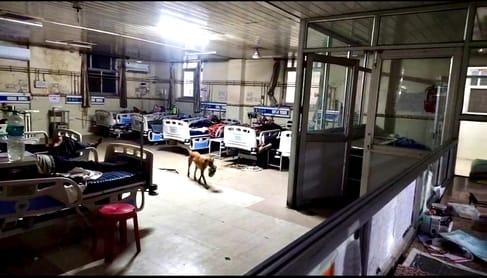 Ajmer News: Dogs kept roaming in hospital's pediatric ward at 3 am, JLN administration's negligence exposed