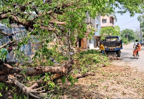The tree that fell in front of the railway station was removed