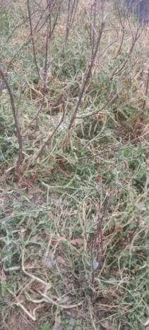 Hailstorm hits 50 hectares, the worst hit are the seedlings