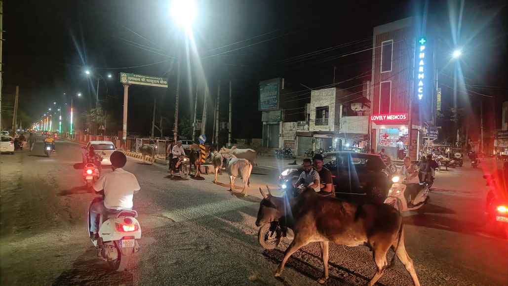 Fatehabad is troubled by stray animals, lakhs spent, still there is crowd on the roads