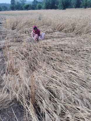 Wheat crop got wet due to rain in many places, farmers are worried