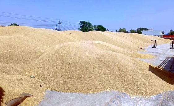 8 lakh 337 quintal wheat arrived in the market