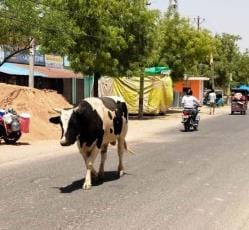 Two injured in bull attack in Bela