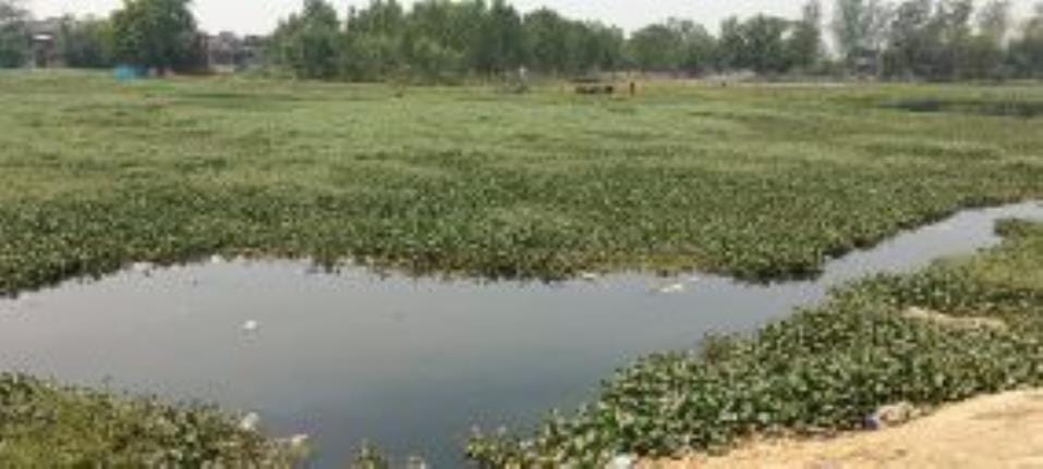 Banned Thai Mangur fish farming was going on in Dehradun Uttarakhand News in hindi