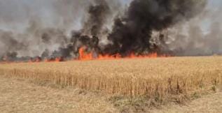 Fire started due to spark, 30 bigha wheat crop of 16 farmers burnt