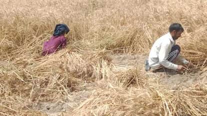 Guidelines issued to stop burning of wheat stubble instructions to the governments of Punjab Haryana and Utta
