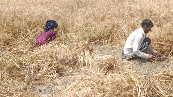 Weather is clear, farmers will start harvesting wheat crop