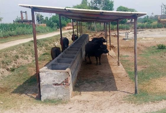 Sundarayan Gaushala closed, cattle are grazing the crops of farmers