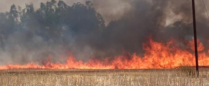 Four bighas of crop burnt in three incidents of fire