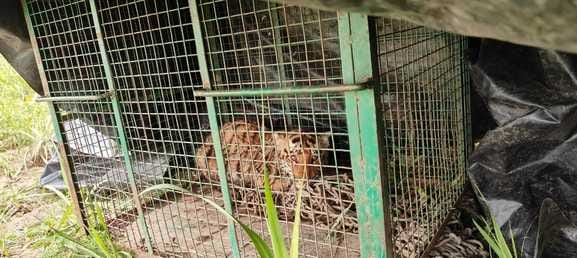 The tigress who had become synonymous with terror was caught along with her cub