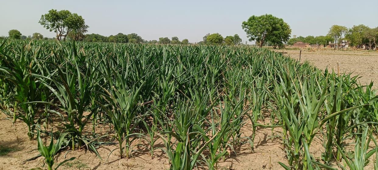 Corn leaves are twisting due to rising mercury, farmers are worried