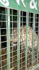When their lives were in danger, the family fought with the leopard