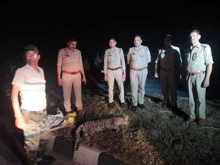A female leopard died after being hit by a vehicle on the Dehradun-Kashipur highway