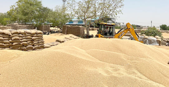 Lifting is going on at a slow pace in Safidon Mandi