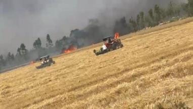 One and a half acres of wheat crop burnt to ashes due to short circuit