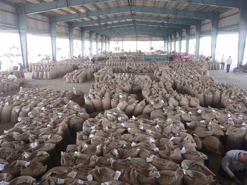 12500 quintals of mustard arrived in Narnaul Mandi