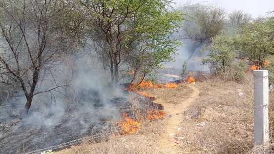 Fire broke out in bushes spread over 10 acres in the new grain market, more than a thousand green trees were burnt