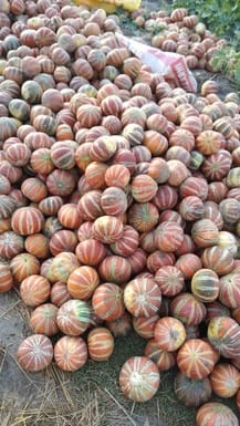 Melon farming is changing the fortunes of farmers