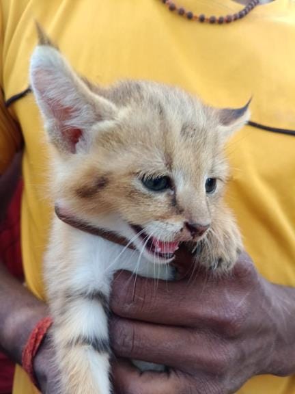 Wild kittens found in fields, villagers mistook them for tiger cubs