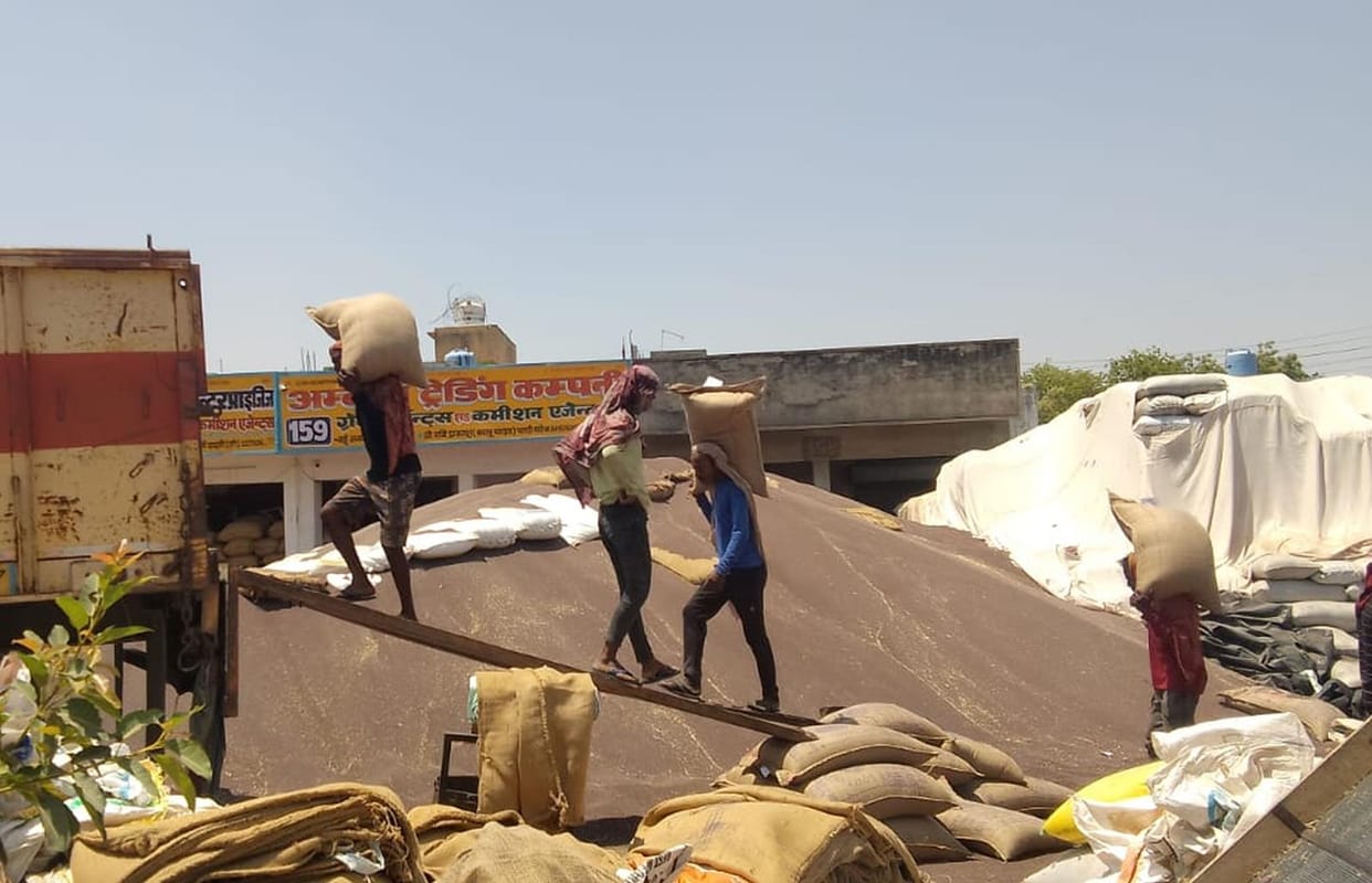 Lifting process is slow, 3.17 lakh quintals of wheat and mustard are still in the mandis