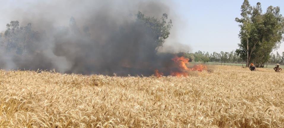 20 bigha wheat crop burnt due to fire in two villages