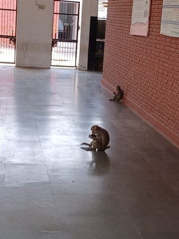 Advocates troubled by monkeys in District Bar Association