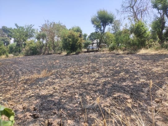 Wheat prepared from natural farming on one kanal land burnt to ashes